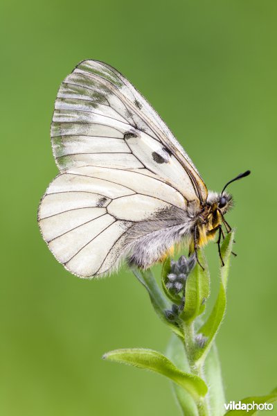 Zwarte apollovlinder