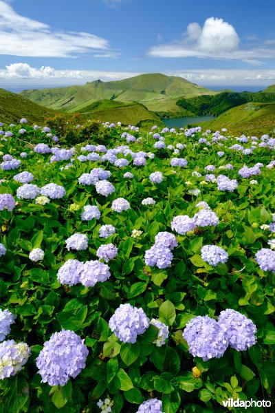 Natuurgebied op Flores
