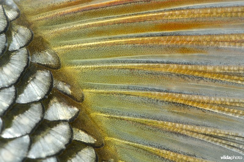 Abstracte blankvoorn