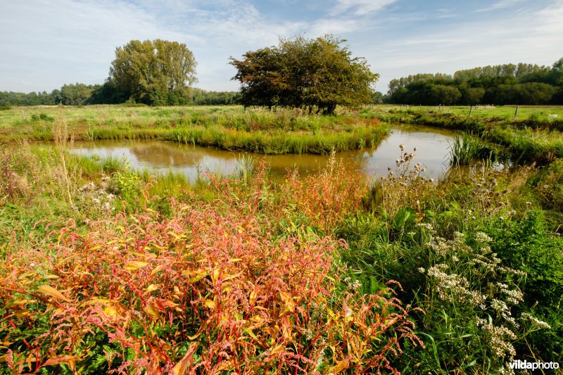 Hermeanderingsproject - eerste zomer na aanleg