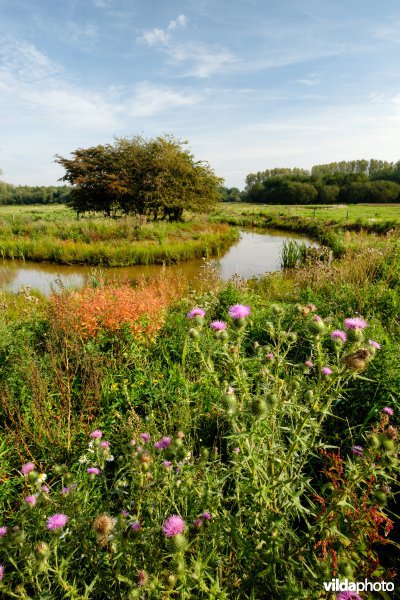 Hermeanderingsproject - eerste zomer na aanleg