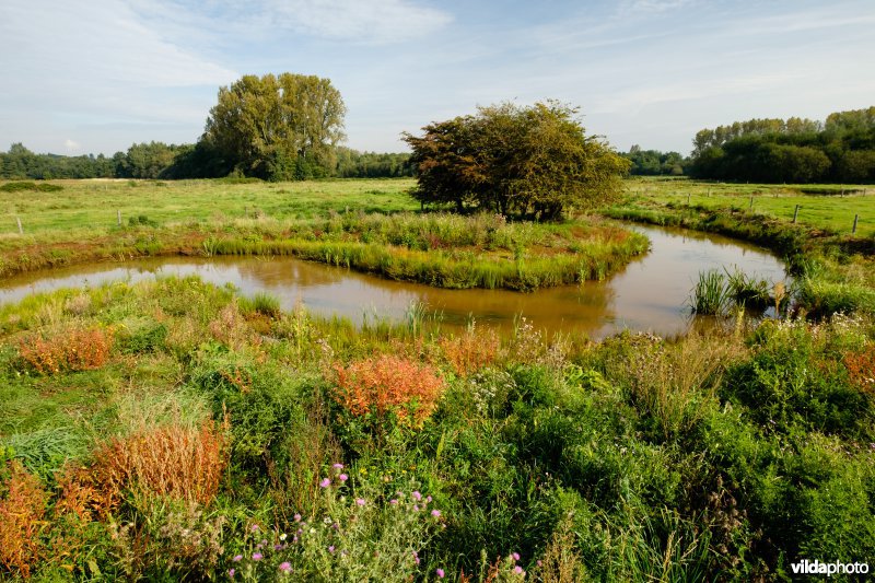 Hermeanderingsproject - eerste zomer na aanleg