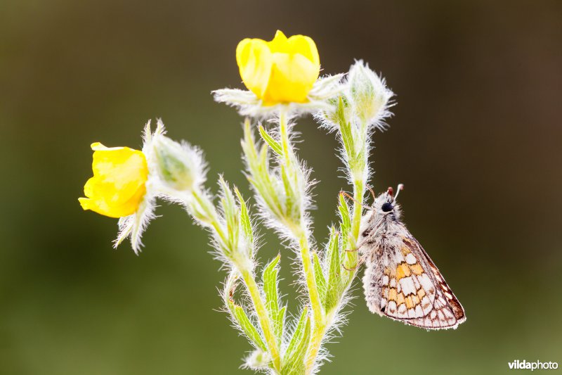 Geelbandspikkeldikkopje