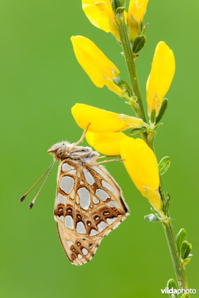 Kleine parelmoervlinder