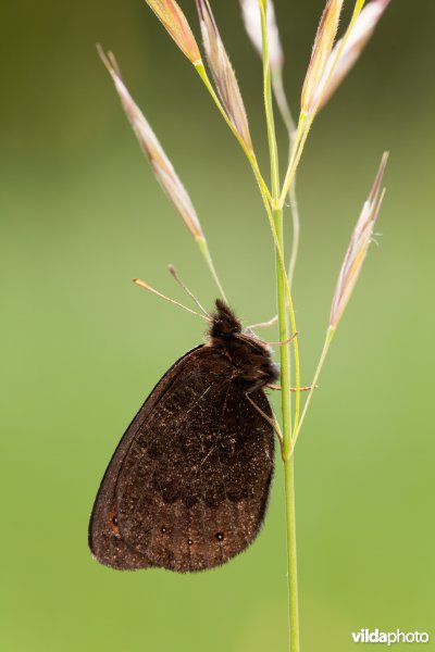 Zuidelijke erebia