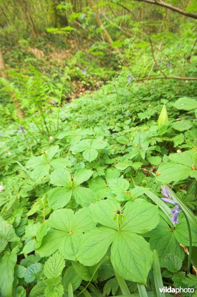 Bosreservaat Kluisbos