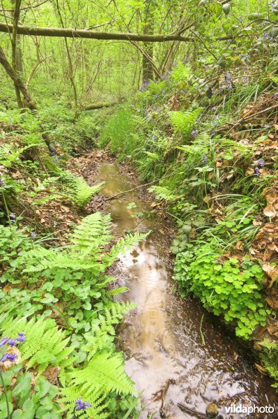 Bosreservaat Kluisbos