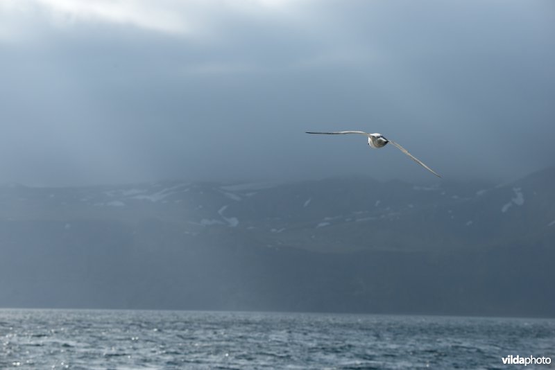 Jan Mayen