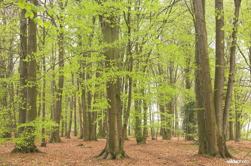 Bosreservaat Veursbos