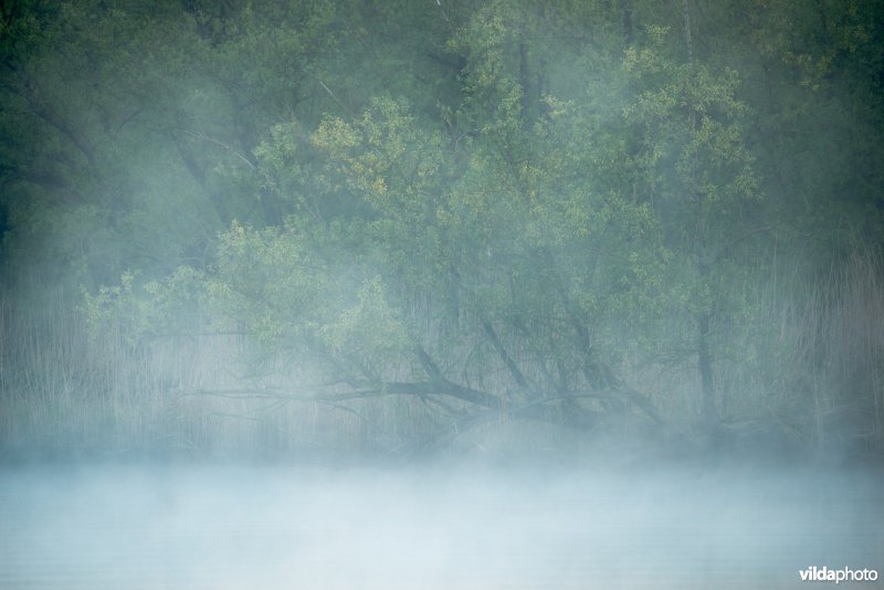 Ochtendsfeer in de Biesbosch