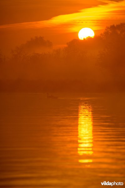 Ganzen bij zonsopkomst