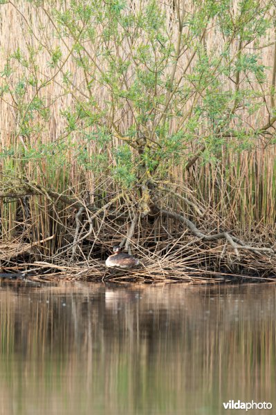 Broedende fuut op een nest