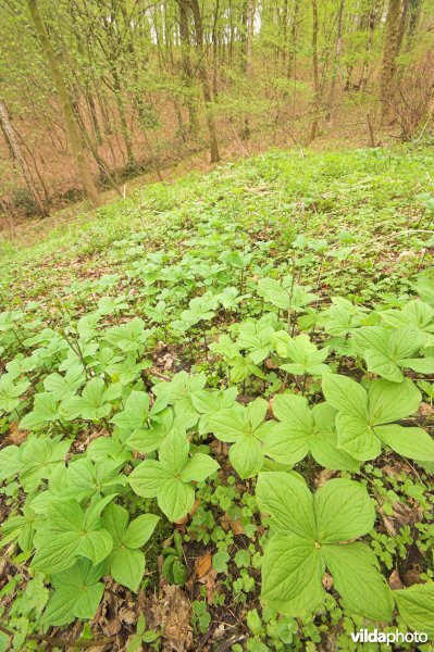 Bosreservaat Veursbos