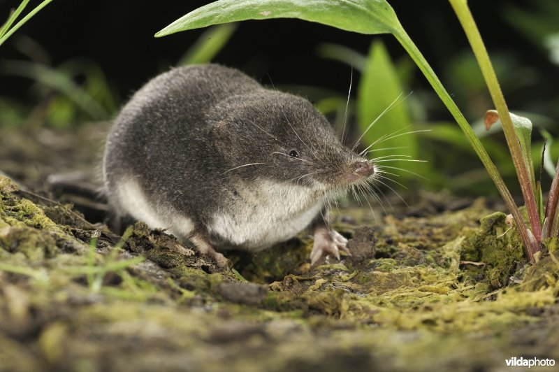 Millers waterspitsmuis