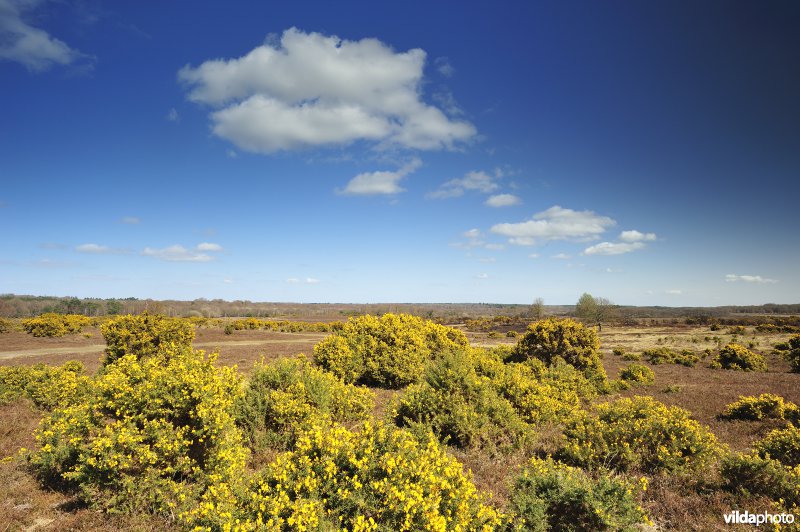 Nationaal Park New Forest