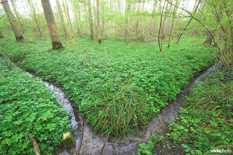 Bosreservaat Karkoolbos