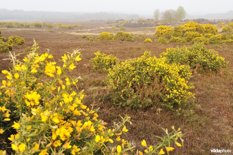 Nationaal Park New Forest