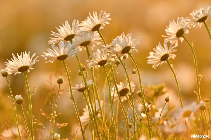 Margrieten in avondlicht