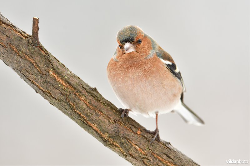 Vink