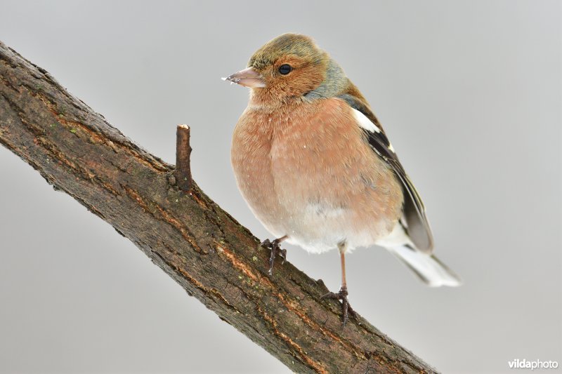 Mannetje Vink