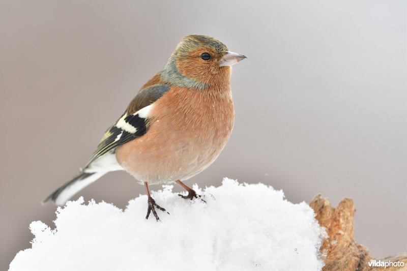 Mannetje Vink