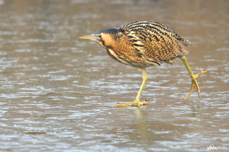 Schaatsende Roerdomp op het ijs