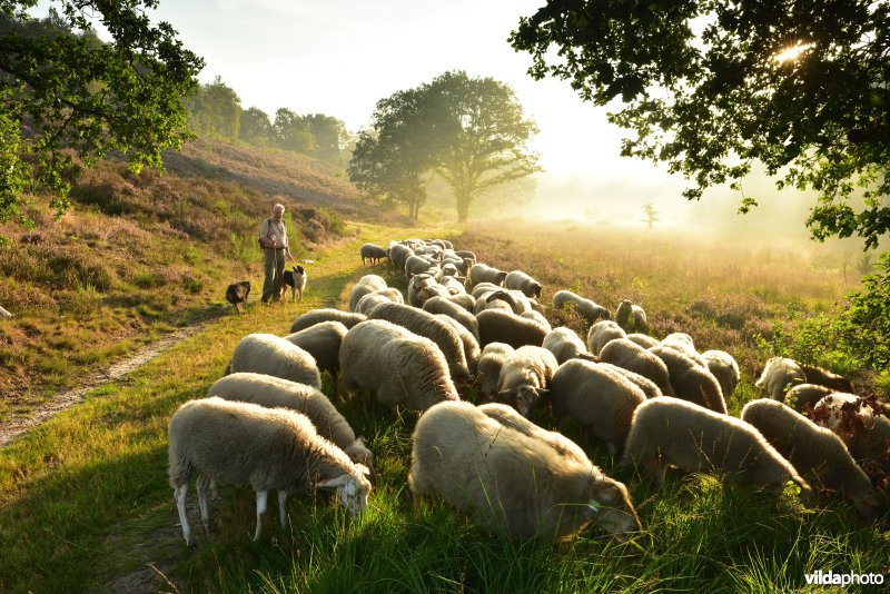 Schaapsherder op de Mechelse heide