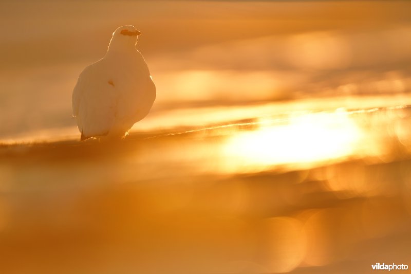 Spitsbergen Sneeuwhoen
