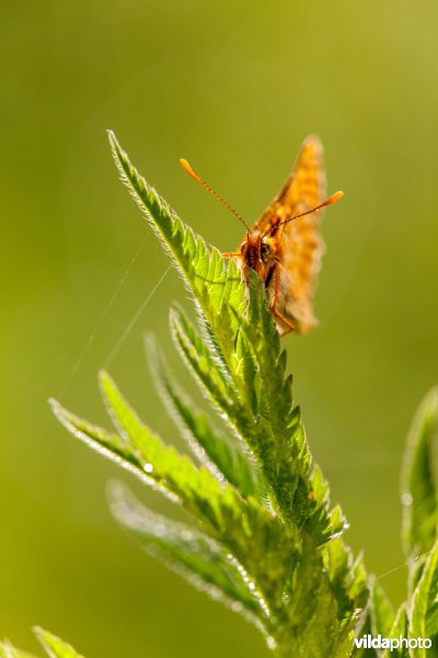 Moerasparelmoervlinder