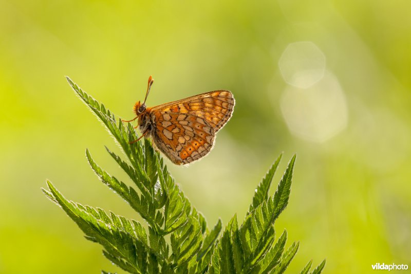 Moerasparelmoervlinder