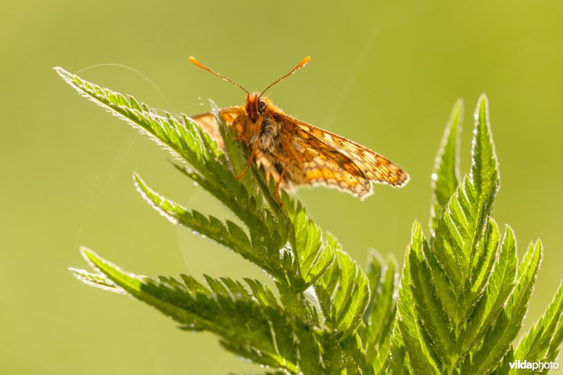 Moerasparelmoervlinder