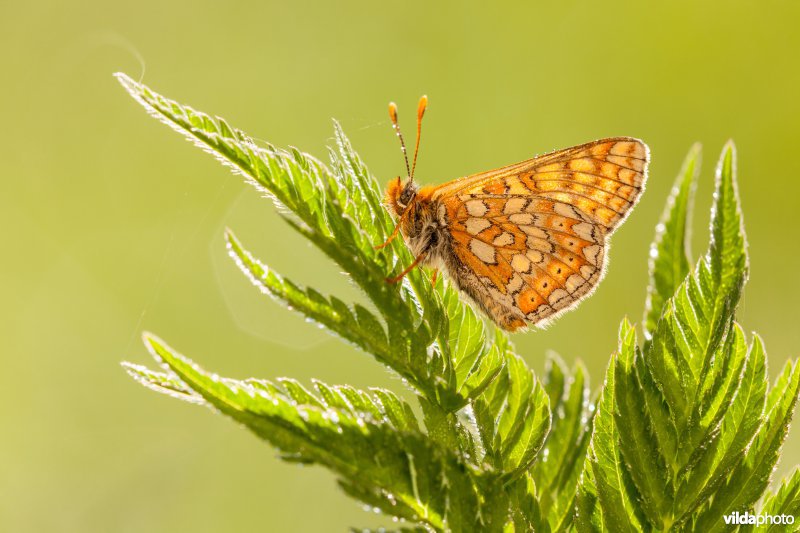 Moerasparelmoervlinder