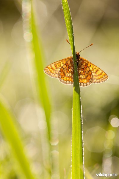 Moerasparelmoervlinder