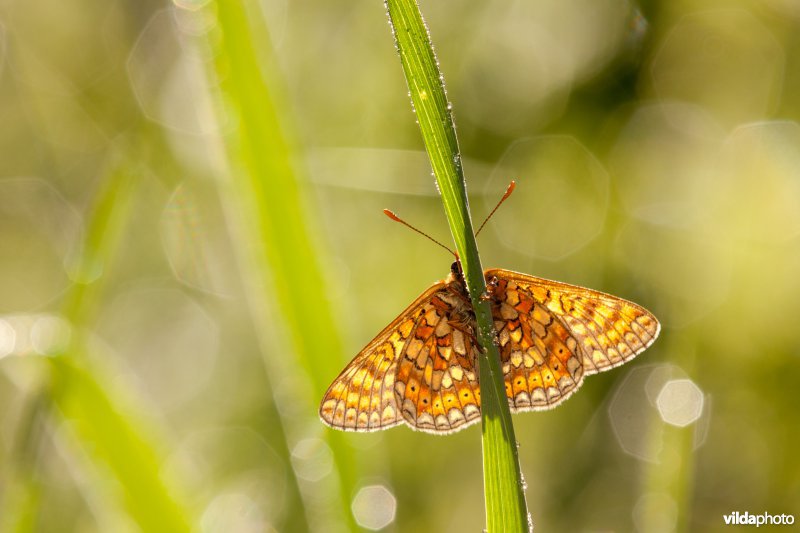 Moerasparelmoervlinder