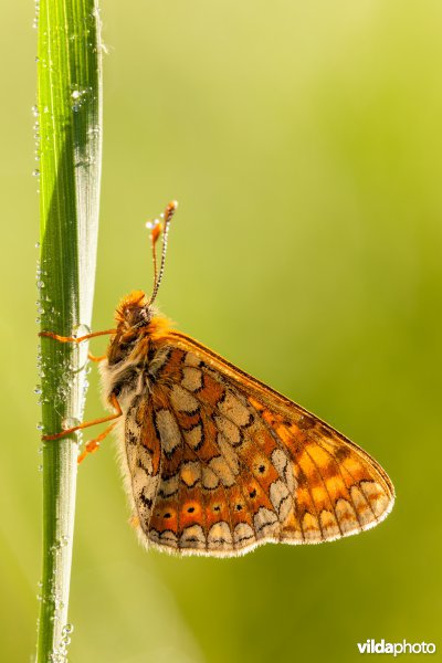 Moerasparelmoervlinder