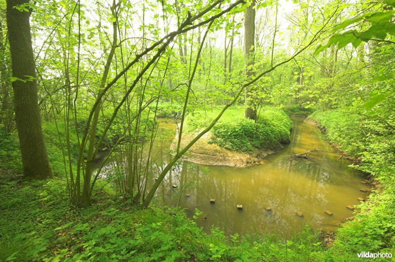 Bosreservaat Rooiveld