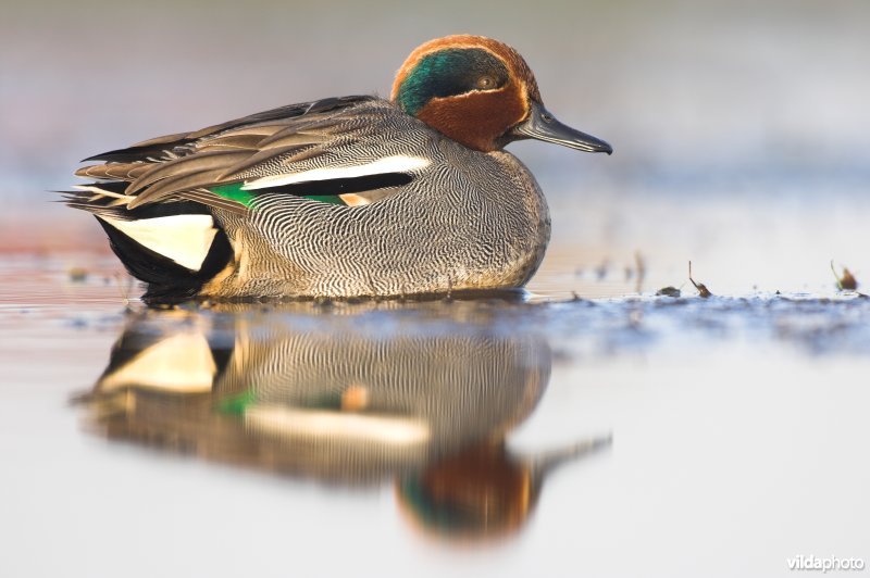 Mannetje Wintertaling