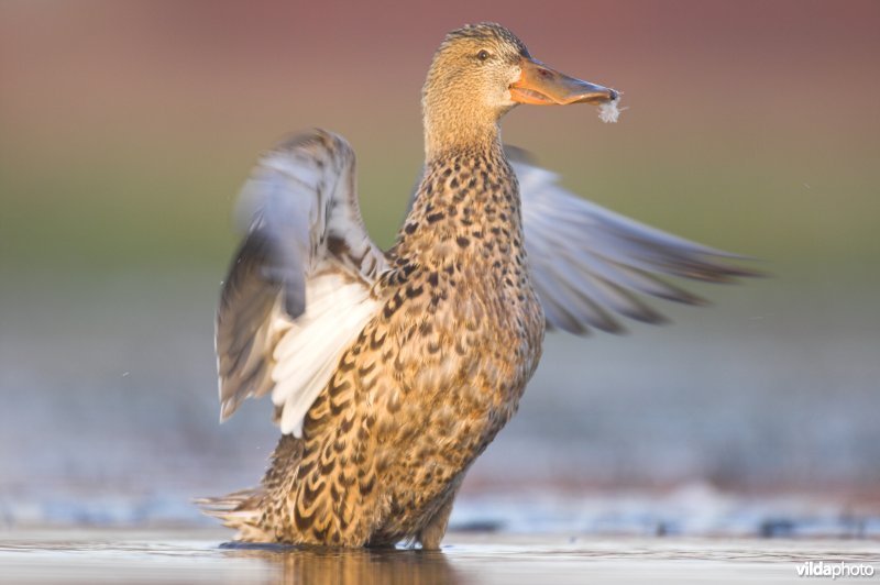Vrouwtje slobeend slaat vleugels open