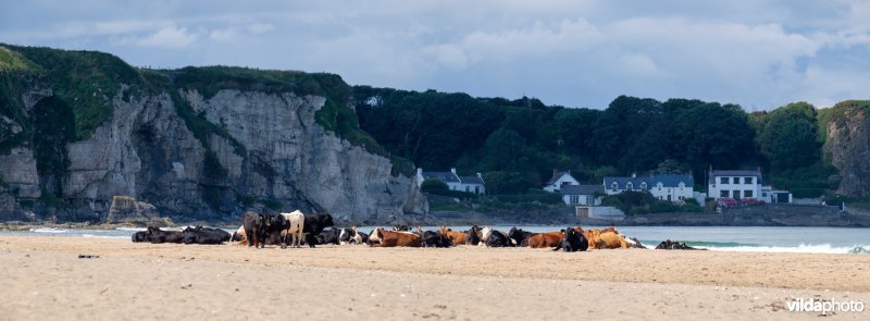 Koeien op het strand