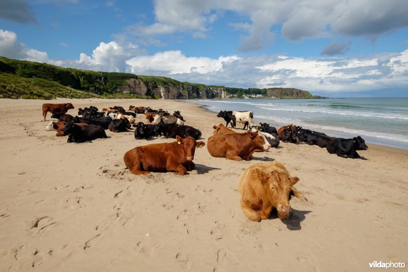 Koeien op het strand