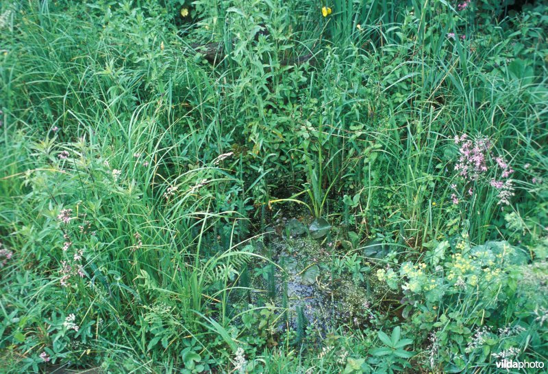 Begroeide tuinvijver