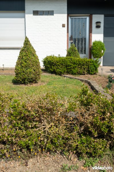 Buxus met buxusmot