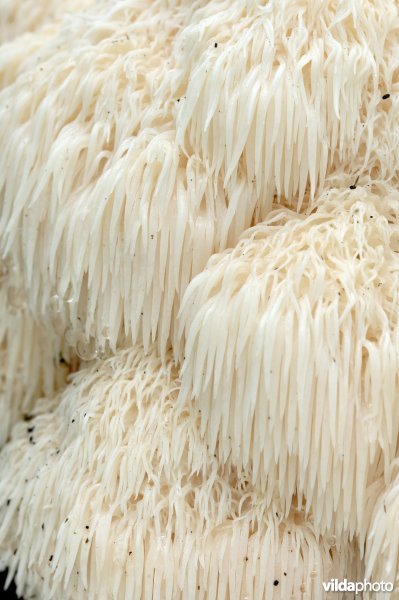 Pruikzwam in bosreservaat 