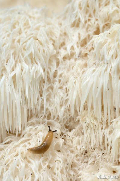 Pruikzwam in bosreservaat 