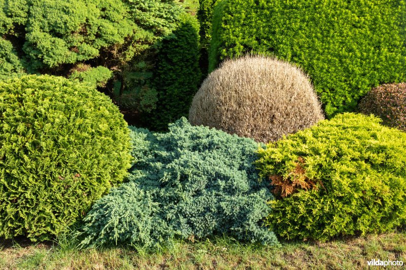 Buxus met buxusmot