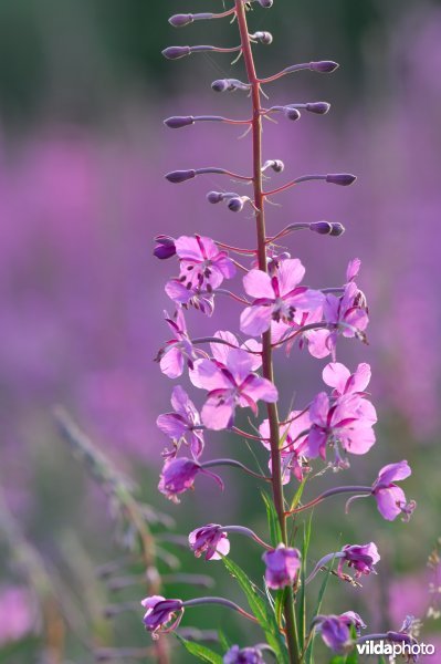 Veld wilgeroosjes