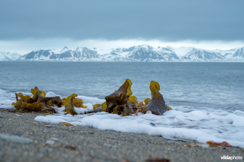 Kelp op een strand op Spitsbergen