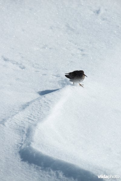 Paarse strandloper