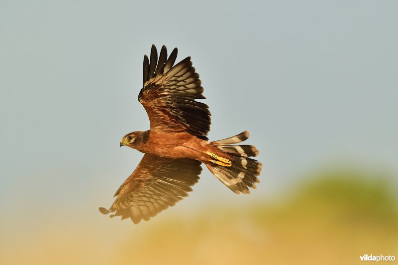 Juveniele Grauwe kiekendief
