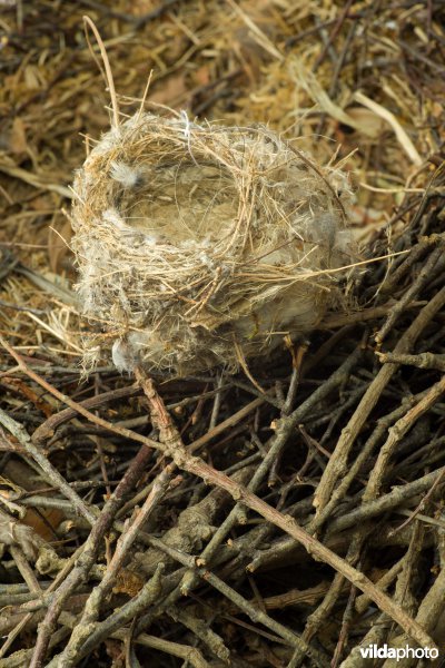 Collage van klein en groot nest van vogels